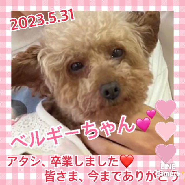 ★ベルギー★2023,5,10ー2023,5,31【保護犬カフェ天神橋店】